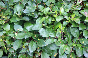 Fototapeta premium raspberry and Rowan leaves