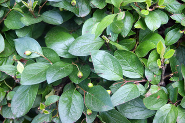raspberry and Rowan leaves