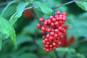 Clusters of red wild berries