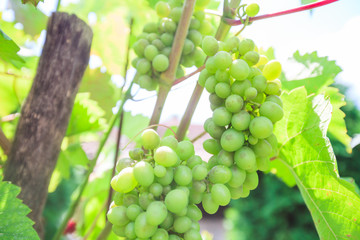 unripe green grapes