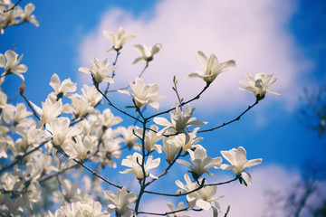 Blossoming of magnolia white flowers in spring time against blue sky, natural seasonal background