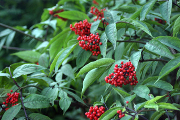 Clusters of red wild berries