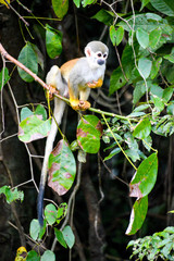 A Squirrel Monkey in the Amazon.