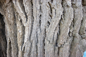 beautiful pink inflorescences