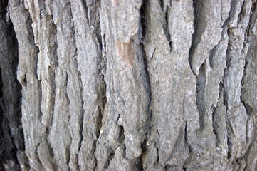 beautiful tree bark