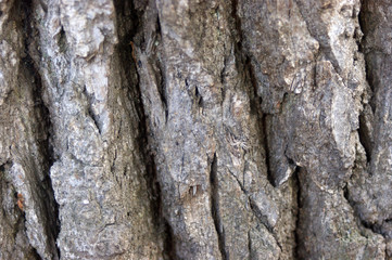beautiful tree bark