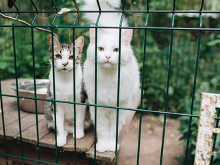 Homeless cats. Kittens looking out from behind the bars of his cage