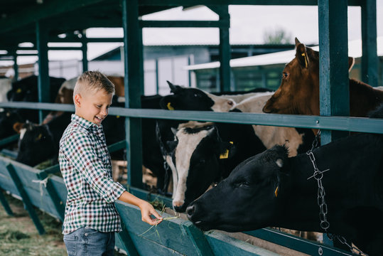 happy child in checkered shirt feeding cows in stall