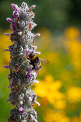 Hummel auf Blüte