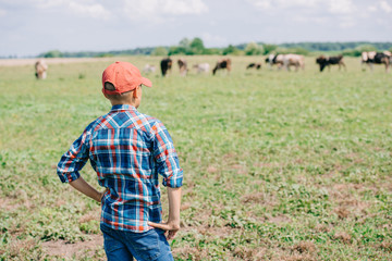 back view of boy in cap standing and looking at cows grazing in field