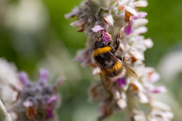 Hummel auf Blüte