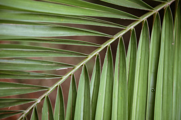Pleasant diagonal of leaves