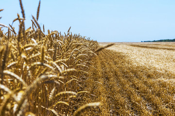 Wheat field on a sunny afternoon during harvesting