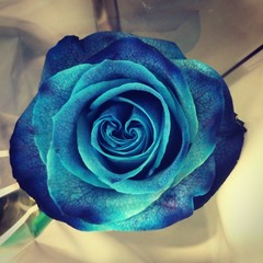 Fototapeta na wymiar Blue Rose