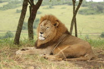 Relaxing lion by trees
