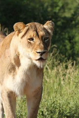 Fototapeta na wymiar Female lion standing