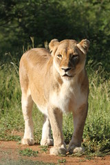 Fototapeta na wymiar Female Lion standing