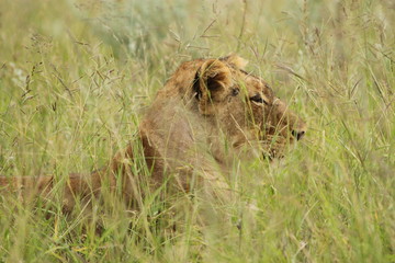 Lion in grass