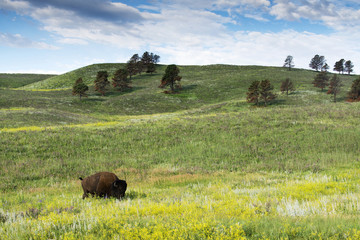 Bison "American Buffalo"