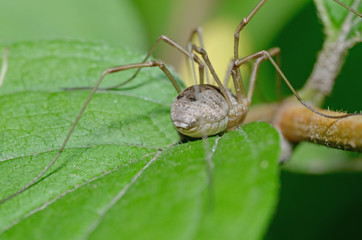 Spider sitting on the grass.