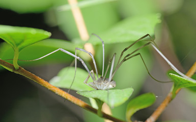 Spider sitting on the grass.