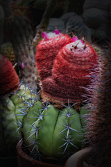 Cactus Folwers