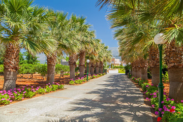 Fototapeta premium Mediterranean palm trees planted along the road