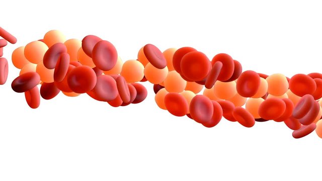 red blood cells and white cells circulating in the blood vessels with alpha mask