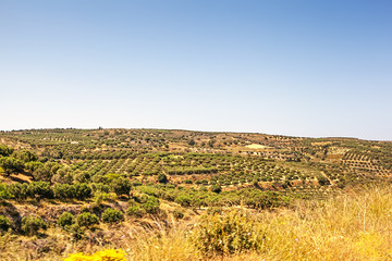 Fototapeta na wymiar Greece, Crete. View of the olive groves