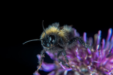 Bumblebee on a flower