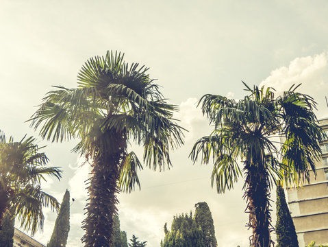 palm trees against the sky with sun, exotic tropical concept