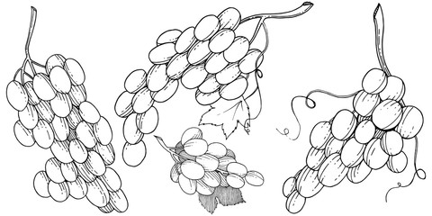 Grape healthy food in a vector style isolated. Full name of the fruit: grape. Vector wild fruit for background, texture, wrapper pattern or menu.