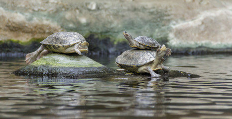 turtles in wet ambiance