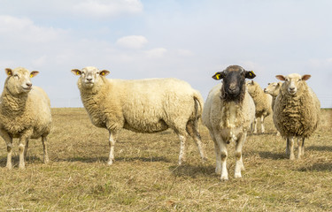sheep on a meadow