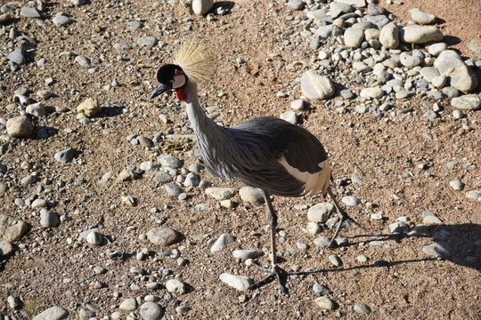 ucello asiatico