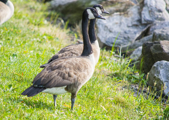 Paired Geese