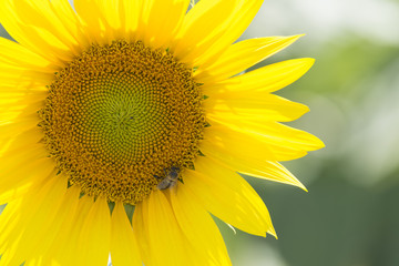 Abeja que se alimenta de las flores de los girasoles mientras poliniza