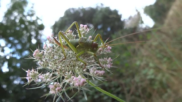 Sauterelle sur fleur.