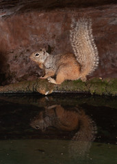 A western grey squirrel sits on the rim of a moss covered water tank under a sandstone ledge with it's reflection showing in the water.