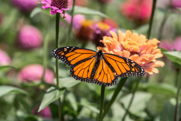A monarch butterfly rests on top of a zinnia flower in a summer garden