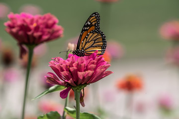 Fototapeta na wymiar A monarch butterfly rests on top of a zinnia flower in a summer garden