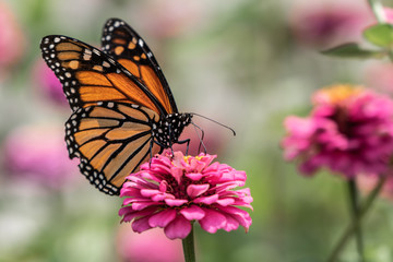 Obraz na płótnie Canvas A monarch butterfly rests on top of a zinnia flower in a summer garden