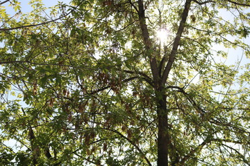 Spring