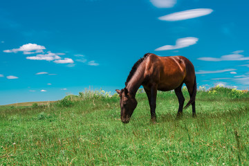 Pregnant brown horse grazing in field