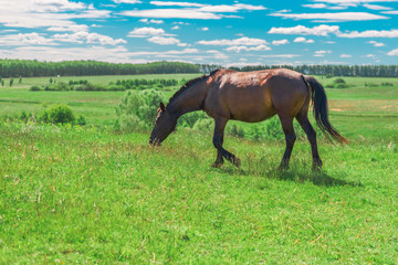 Naklejka na ściany i meble Pregnant brown horse grazing in field