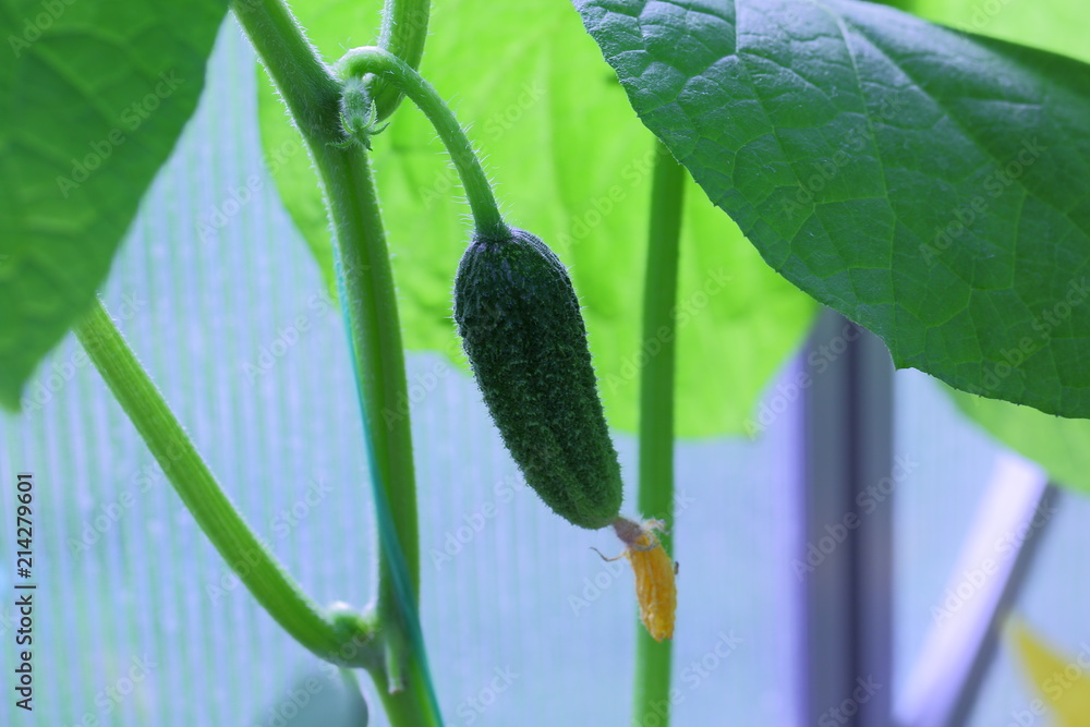 Wall mural beautiful close up view of green cucumber plant isolated. vegetables concept. beautiful nature backg