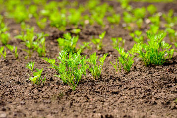 Young green shoots, carrot sprouts in the garden