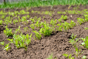 Young green shoots, carrot sprouts in the garden