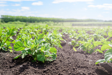Close-up of a young potato shoot in the garden. potato plantation, agriculture, autumn harvest