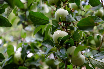 Apples on the branch after the rain.